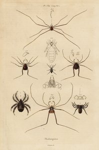 Harvestmen, harvesterit tai isän pitkäjalkaiset, Opiliones-lajit tekijältä Unbekannt