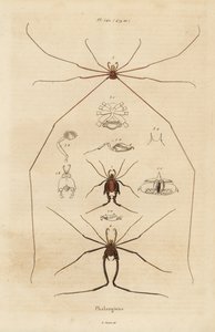 Harvestmen, harvesterit tai isän pitkäjalkaiset, Opiliones-lajit tekijältä Unbekannt