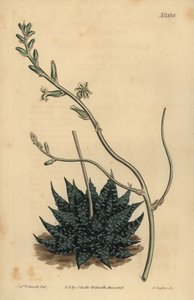 Haworthia minor tai Tulista minima (Least Pearl aloe, Aloe margaritifera minima) tekijältä Unbekannt