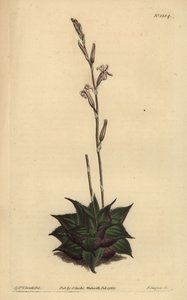 Haworthia mirabilis (Karkealehtinen tyynyaloe, Aloe mirabilis) tekijältä Unbekannt