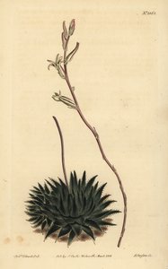 Haworthia pumila tai Tulista pumila (tummalehtinen hämähäkkialoe, Aloe arachnoides pumila) tekijältä Unbekannt