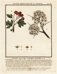 Orapihlaja, Crataegus rhipidophylla tekijältä Unbekannter Künstler