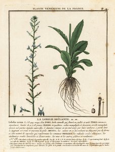 Heath Lobelia, Lobelia urens. tekijältä Unbekannter Künstler
