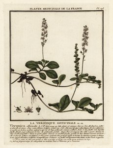 Heath speedwell, Veronica officinalis. tekijältä Unbekannter Künstler