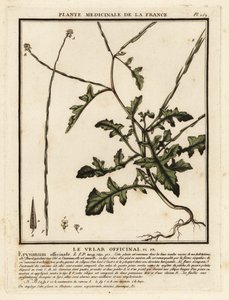 Pensassinappi, Sisymbrium officinale. tekijältä Unbekannter Künstler