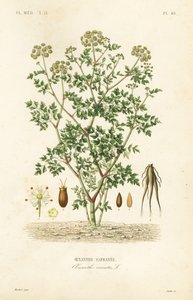 Hemlock-vesipisara, Oenanthe crocata, Oenanthe safranee tekijältä Unbekannt