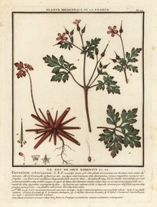 Herb-Robert, Geranium robertianum. tekijältä Unbekannter Künstler