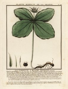 Herb-paris, Paris quadrifolia. tekijältä Unbekannter Künstler