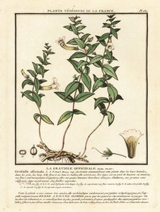 Armon yrtti, Gratiola officinalis. tekijältä Unbekannter Künstler