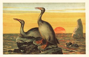 Hesperornis regalis, sukupuuttoon kuollut merimetsomainen lintu. 1908 (litografia) tekijältä Unbekannter Künstler