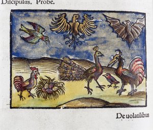 Luonnonhistoria, 1500-luvun eläintiede: linnut ja lepakot tekijältä Unbekannt