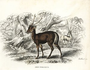 Sika-peura, Axis porcinus, uhanalainen. Gebhartin käsin värjätty litografia Georg Friedrich Treitschken luonnontieteellisestä galleriasta, Naturhistorischer Bildersaal des Thierreiches, Liepzig-1842. tekijältä Unbekannter Künstler