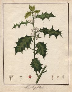 Holly. Värillinen kuparikaiverrus, julkaisussa Botanique Medicinale (julkaistu Berliinissä, Saksa). tekijältä Unbekannter Künstler