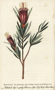 Uuden Etelä-Walesin hunajakukka, Australia. Käsinväritetty kuparikaiverrus lehdestä "The Naturalist
