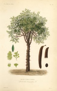 heinäsirkka tai piikinen heinäsirkka, Gleditsia triacanthos, Gleditsia triacanthos, Fevrier a trois epines tekijältä Unbekannt