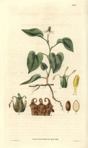 Houttuynialla on valkoiset kukat, ja siinä on yksityiskohtia hedelmistä, pistoolista ja etamiinista. Kotoisin Aasiasta. Kuvitus: Wiliam Jackson Hooker (1785-1865), brittiläinen kasvitieteilijä ja kirjailija, Glasgow