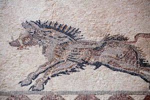 Metsästyskohtaus: Villisika - Pafoksen mosaiikit, Dionysoksen talo - 2. vuosisadan loppu - Kypros - Metsästyskohtaus: Villisia liikkeessä - Pafoksen mosaiikit, Dionysoksen talo - 2. vuosisadan loppu jKr. - Unescon kohde, Kypros tekijältä William M. Timlin