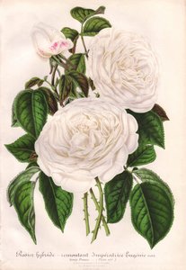Valkoinen hybridiruusu, Imperatrice Eugenie, keisarinna Eugenie. L. Stroobantin piirtämä ja litografoima kromolitografia, Gent, "L