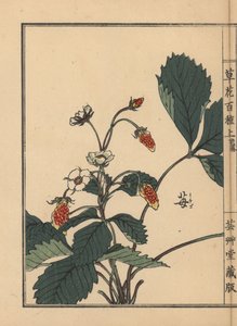 Ichigo eli mansikka, Fragaria ananassa. Kono Bairein käsin värjätty puupiirros teoksesta Kusa Bana Hyakushu (Sata kukkalajiketta), Tokio, Yamada. tekijältä Unbekannter Künstler