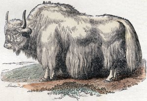 Illustration for "Aakkoset Buffon" tekijältä Unbekannter Künstler