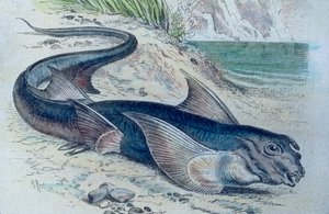 Kuva kimeerista (Hydrolagus colliei) tekijältä Unbekannter Künstler