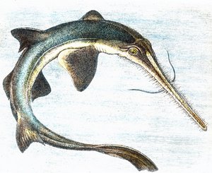Kuva miekkakalasta (Xiphias gladius) tekijältä Unbekannter Künstler