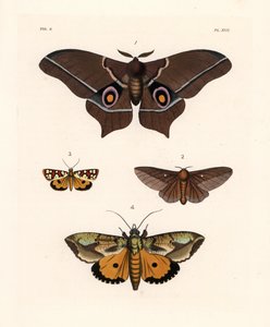 Imbrasia epimethea (Saturnia epimethea) 1, vaaleanpunaraitainen tammenterhokoi, Anisota virginiensis (Dryocampa virginiensis) 2, Crameria aegocera (Aegocera amabilis) 3 ja Eudocima materna (Triphaena materna) 4. Käsin väritetty litografia John O. Westwoodi tekijältä Unbekannter Künstler