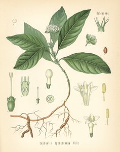 Ipecacuanha, Carapichea ipecacuanha (Cephaelis ipecacuanha). Kromolitografia kasvitieteellisen kuvituksen mukaan, Hermann Adolph Koehlerin teoksesta Medicinal Plants, toimittanut Gustav Pabst, Koehler, Saksa. tekijältä Unbekannter Künstler