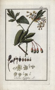 Irokeesin laakeripuu (Sassafras albidum). Litografia Johannes Zornin (1739-1799) Alankomaiden teoksesta "Afbeelding der Artseny-Gewassen". tekijältä Unbekannter Künstler