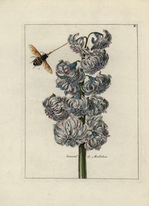 Jasintti (tai hyasintti), Maillebois
