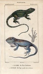 Jacky lashtail, Port Jackson agame, Amphibolurus muricatus, ja Cape dwarf gecko, Cape anolis, Lygodactylus capensis. Käsin värjätty kuparipiirros Jussieun "Luonnontieteiden sanakirjasta" 1816-1830. Kaloja ja matelijoita koskevat niteet tekijältä Unbekannter Künstler