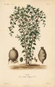 Jalap viiniköynnös, Ipomoea jalapa, Convolvulus jalapa, Jalap tekijältä Unbekannt