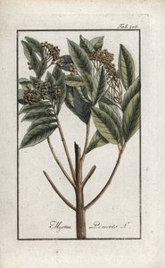 Jamaikanpippuri tai four spice tai giroflee-pippuri (Pimenta dioica). Litografia Johannes Zornin (1739-1799) teoksesta "Afbeelding der Artseny-Gewassen", Alankomaat. tekijältä Unbekannter Künstler