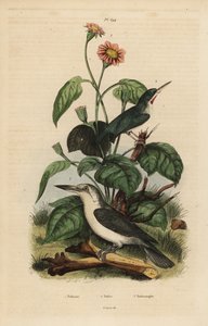 Jamaikan tody, Todus todus, Mariana kingfisher, Todiramphus kotka ja auringonkukka, Tithonia tagetiflora tekijältä Unbekannt