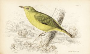 Javanin valkosilmä, Zosterops flavus (Yellow white eye, Zosterops flava). William Lizarsin käsin väritetty teräskaiverrus William Swainsonin mukaan Sir William Jardinen Naturalist