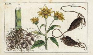 maa-artisokka (maa-artisokka), Helianthus tuberosus -juuri (Helianthus tuberosus root) tekijältä Unbekannter Künstler