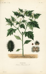 Jimsonweed tai paholaisen paula, Datura stramonium, Stramoine tekijältä Unbekannt
