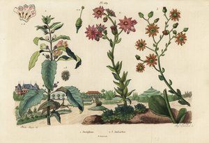 Josephine-kasvi, Josephinia keisarinna 1 ja kivikasvit, Crassula-lajit 2,3 tekijältä Unbekannt