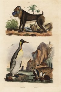Kuningaspingviini, Aptenodytes patagonicus 1, ja mandrilli, Mandrillus sfinksi, haavoittuva, 2 tekijältä Unbekannt
