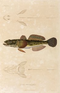 Knout goby, Mustameri tekijältä Unbekannt