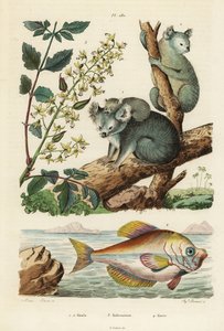 Koala, Phascolarctos cinereus 1,2, lakkapuu, Koelreuteria paniculata 3 ja intialainen kyyhmypää, Kurtus indicus 4. Koala, kolreuterie, kurte tekijältä Unbekannt