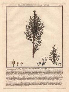 La Sabine, Savinier Juniperus fabina. Kataja, kuvaus uros- (keskellä) ja naarashaarasta (vasemmalla), sekä yksityiskohtaiset tiedot hedelmistä eri kypsyysvaiheissa. Eau forte en couleurs 1700-luku, Herbier de la France (1780-1793), piirustus, engr. tekijältä Unbekannter Künstler