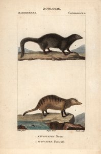 La mangouste et le suricate - Eau forte, Jean Gabriel Pretre (1780-1845), kaiverrettu Carnonkelin toimesta, Frederic Cuvierin luonnontieteiden sanakirjaa varten: nisäkkäät, toimittanut Pierre Jean Francois Turpin (1775-1840), julkaissut F.G.Levrault, Parii tekijältä Unbekannter Künstler