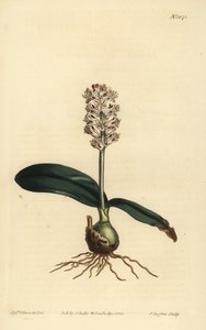 Lachenalia pallida (kiiltävälehtinen lachenalia, Lachenalia lucida) tekijältä Unbekannt