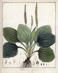 Suuri kasvipannu eli Plantain Major (tai lintujen kasvipannu) - F. Guimpelin litografia, otettu Friedrich Gottlob Haynesin (1763-1832) lääketieteellisestä kasvitieteellisestä julkaisusta, Berliini. tekijältä Unbekannter Künstler