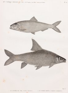 Clube du Nil ja Le Cyprin tekijältä Unbekannt
