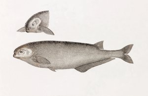 Behbeytin Mormyra tekijältä Unbekannt