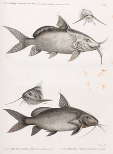 Le Pimedlode Guemel & Le Pimelode Scheilan tekijältä Unbekannt