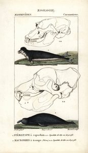Le stematope à capuchon et le macrorhin a trompe ou elephant de mer - Eau forte Jean Gabriel Pretre (1780-1845), kaiverrettu Carnonkelin toimesta, Frederic Cuvierin luonnontieteiden sanakirjaan: nisäkkäät, toimittanut Pierre Jean Francois Turpin (1775-1840 tekijältä Unbekannter Künstler