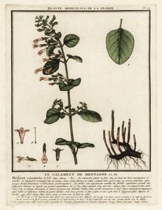 Pieni kalamintti, Clinopodium nepeta. tekijältä Unbekannter Künstler